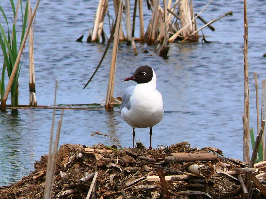 Lachm&ouml;we, eine Brutvogelart des Richtenberger Sees